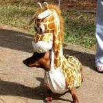 dwarf giraffe